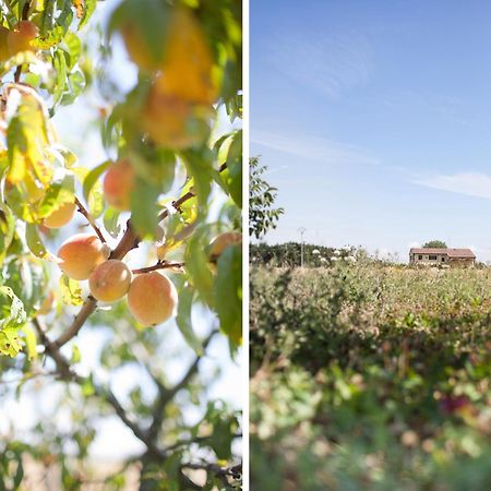 パルマ Agriturismo Il Mondoゲストハウス エクステリア 写真